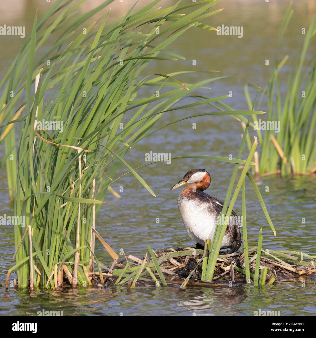 Rothalsgräber, der auf einem schwimmenden Nest aus Vegetation sitzt, inmitten von Klapperschlangen. Podiceps grisegena Stockfoto