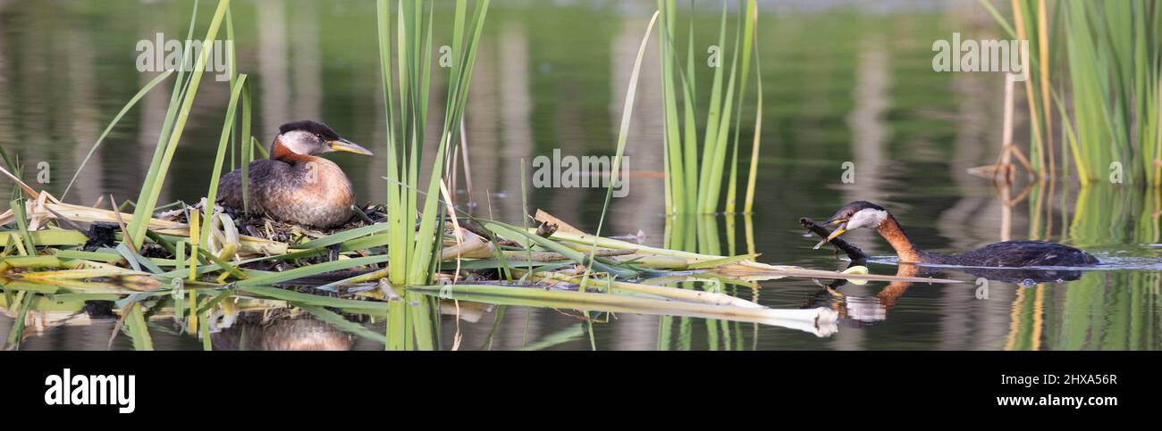 Rothalsgrübler Nest in einem Teich, während sein Partner einen Baumzweig zur schwimmenden Vegetationsmatte bringt. Podiceps grisegena Stockfoto