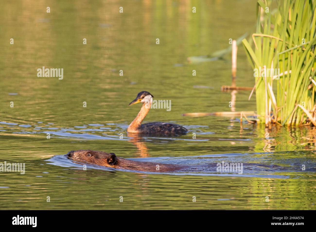 Biber, die im Fish Creek Provincial Park, Calgary, Kanada, im Rothalsgras im Teich durch das Wasser schwimmen. Castor canadensis, Podiceps grisegena Stockfoto