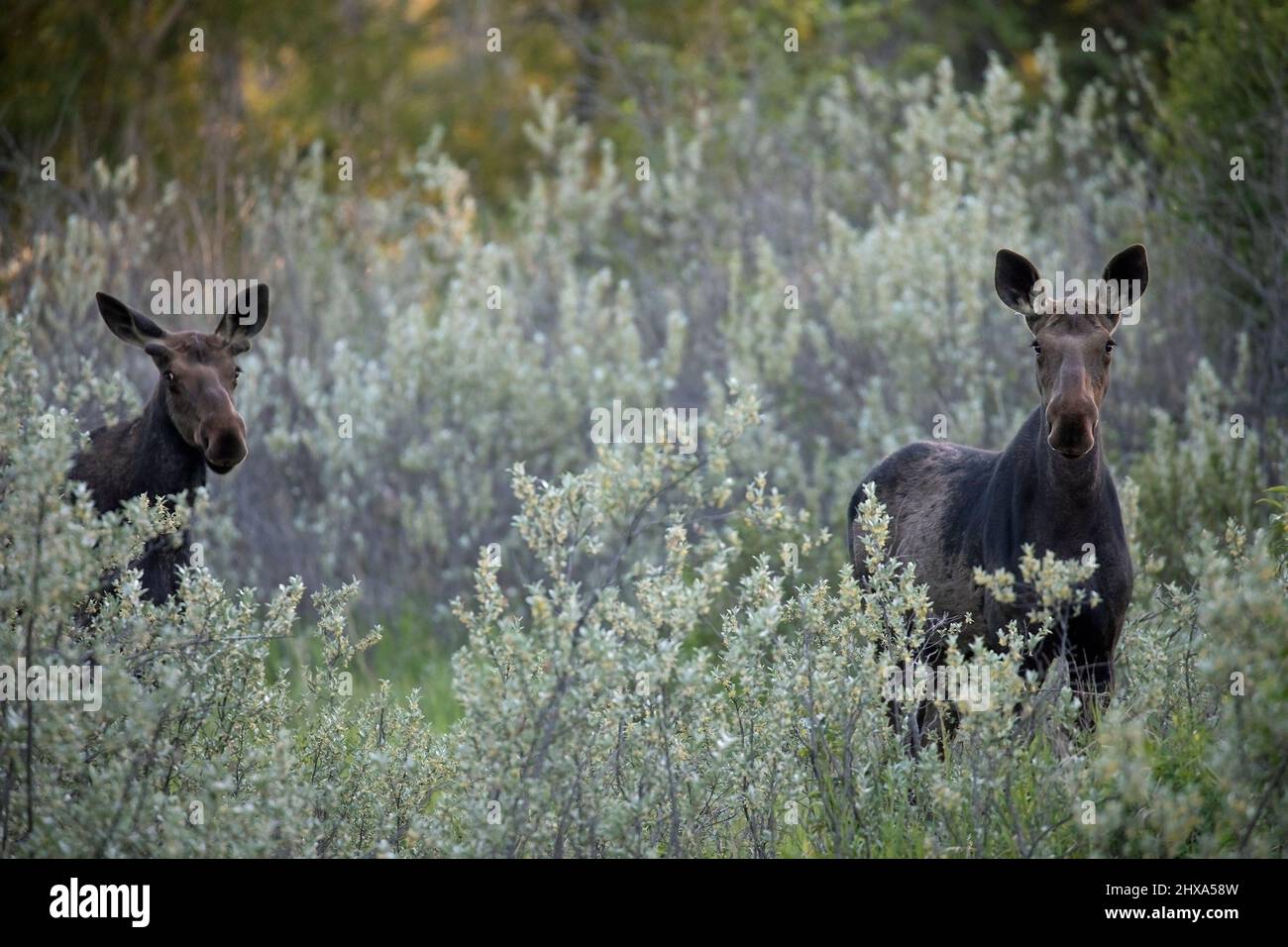 Zwei Elche, männlich und weiblich, in Silberbeerenbeet aus gemischten Auenwäldern, Fish Creek Provincial Park, Calgary, Alberta, Kanada. Alces Alces Stockfoto