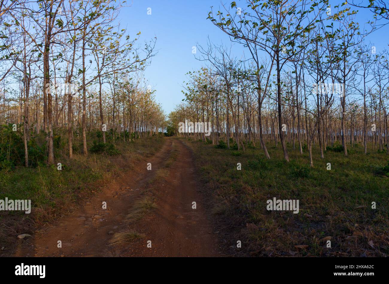 Ländliche, unbefestigte Straße in der Provinz Chiriqui von Panama. Stockfoto