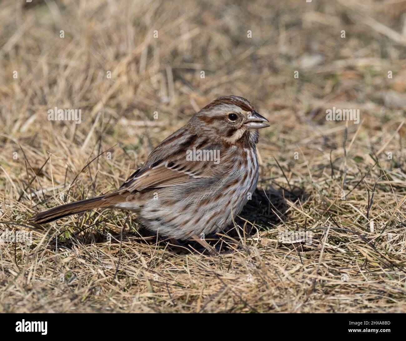 Hocked American Song Sparrow Stockfoto