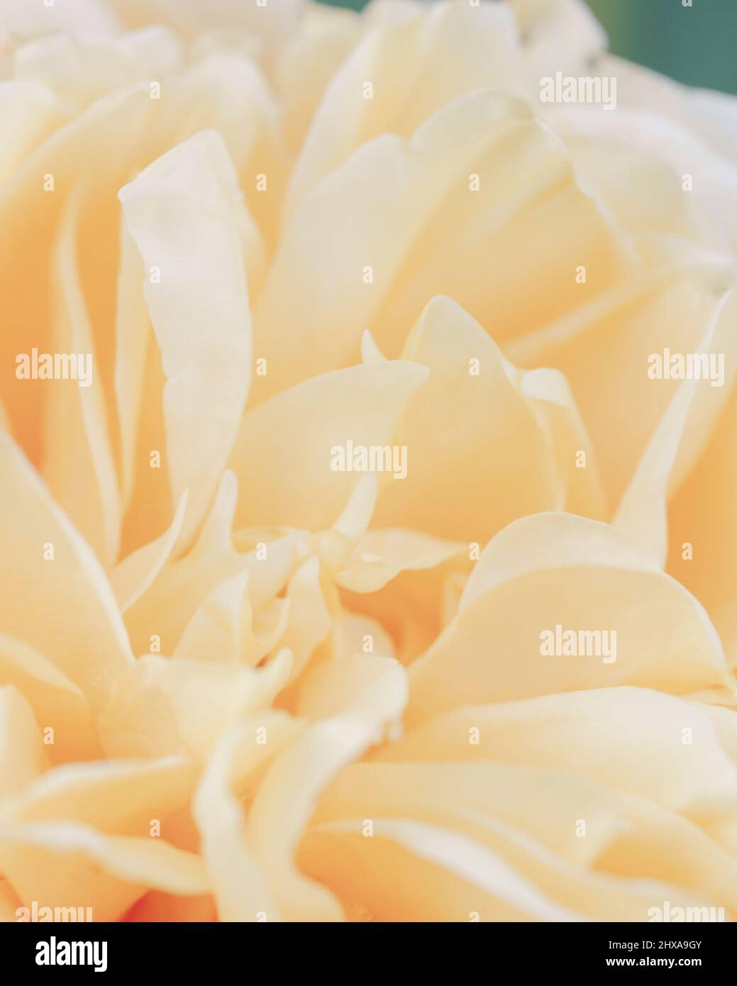Verschwommene gelbe Rosen Blumen Hintergrund. Abstrakter Blumenhintergrund. Makro von rosa Blütenblätter Textur, weich verträumt Bild. Stockfoto