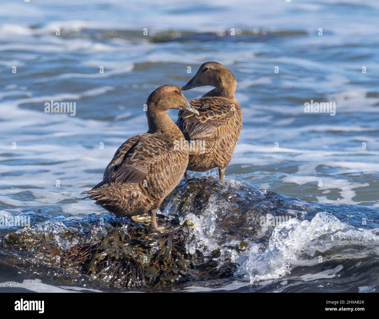 Zwei Common Eider-Enten, die in Brandung auf Felsen thronten Stockfoto