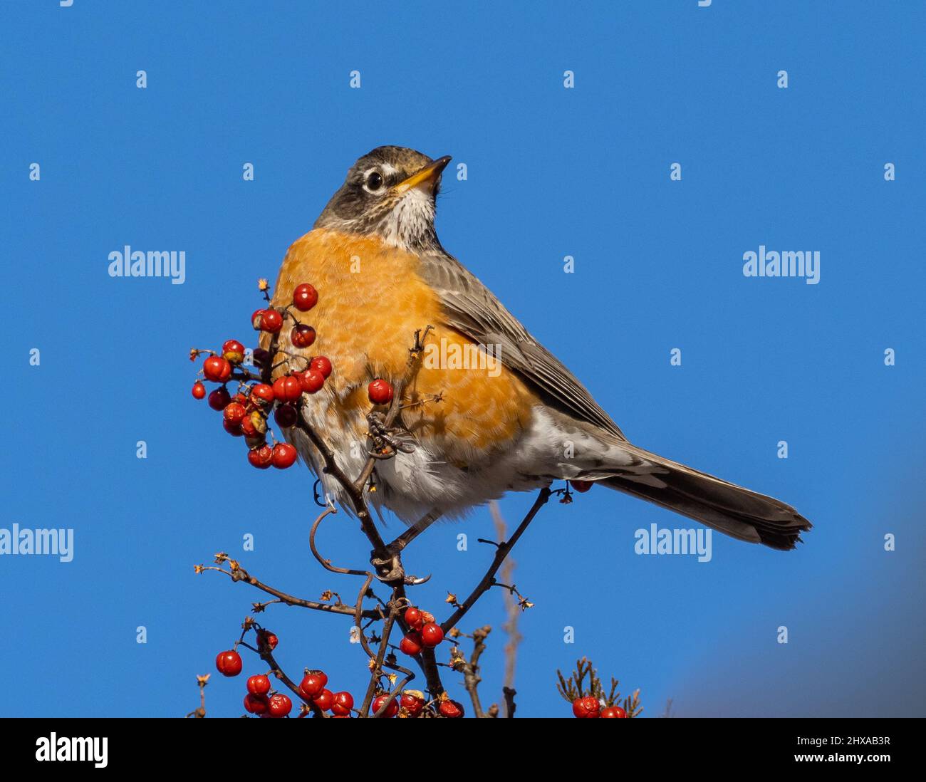 American Robin thronte mit roten bittersüßen Beeren Stockfoto
