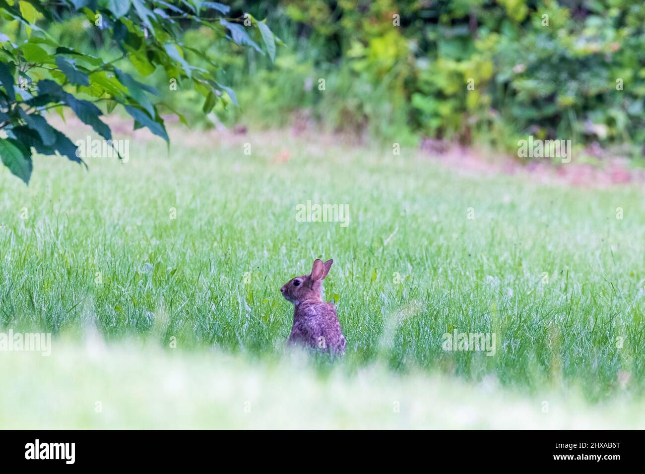 Kleiner wilder rabit, der über ein grasbewachsenes Feld blickt Stockfoto