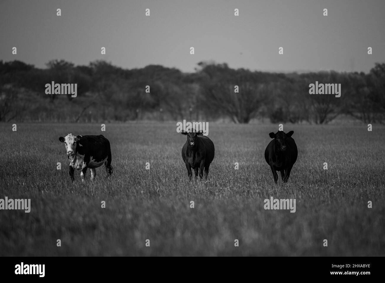 Kühe auf einem Grasfeld an einem hellen und sonnigen Tag. Braune Kuh auf grünem Gras Hintergrund. Stockfoto