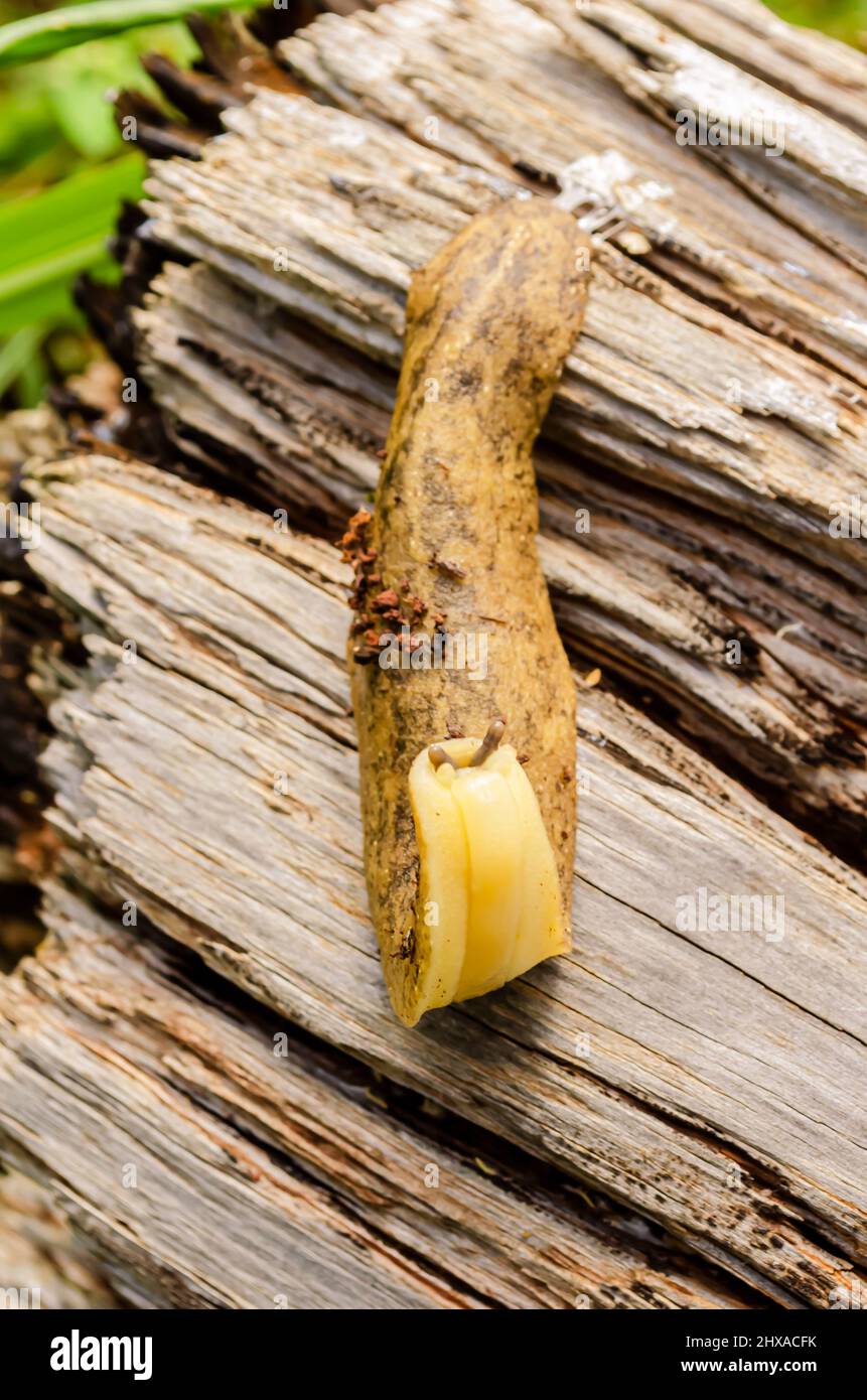 Schneckengesicht Stockfoto