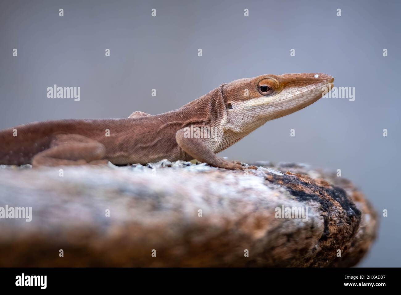 Eine Carolina Anole (Anolis carolinensis) scheint unbegeistert. Gut für ein Meme. Raleigh, North Carolina. Stockfoto