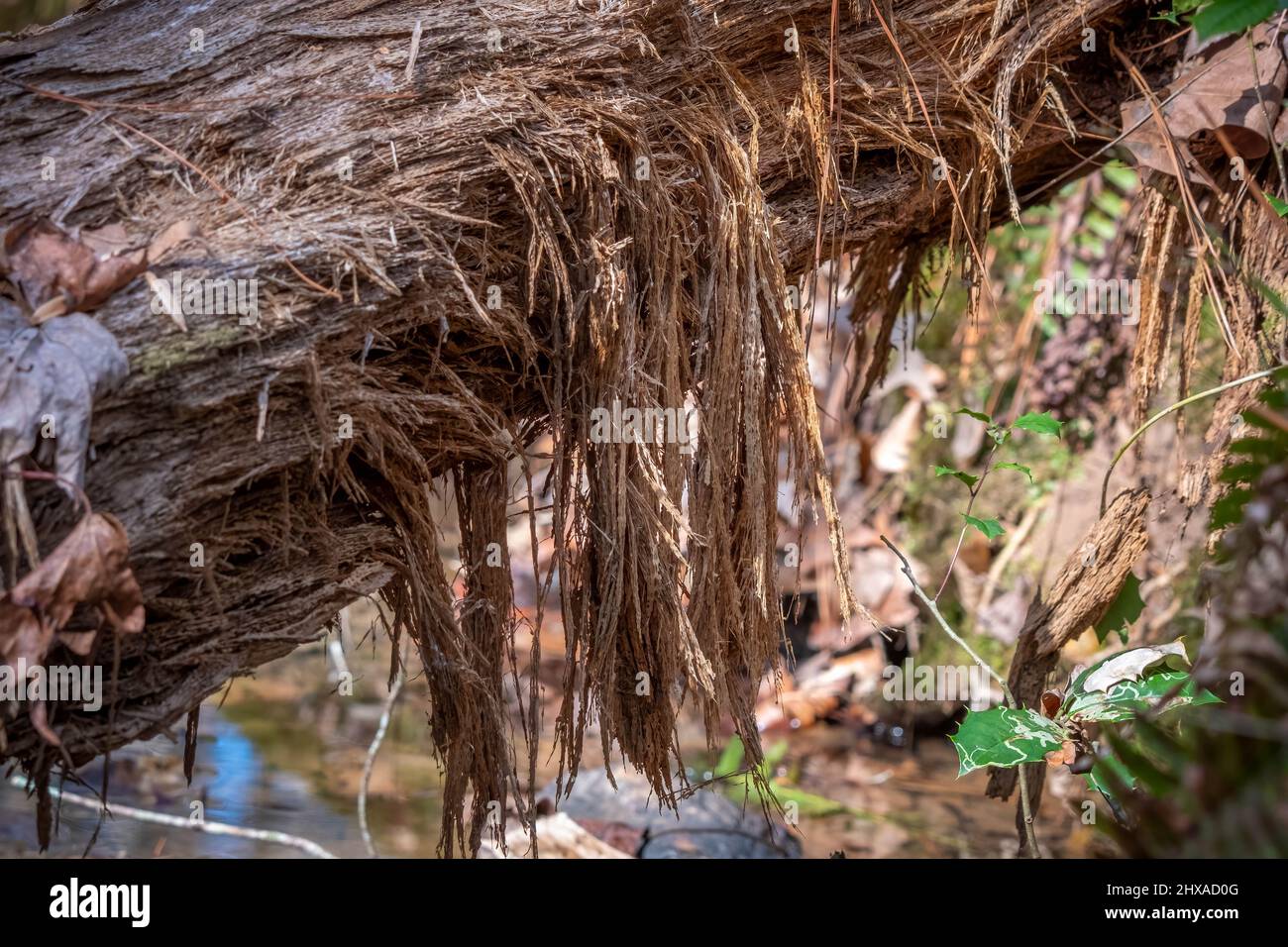 Verfaulende Stränge von Holzkörnern, die an einem gefallenen Baumstamm hängen. Stockfoto