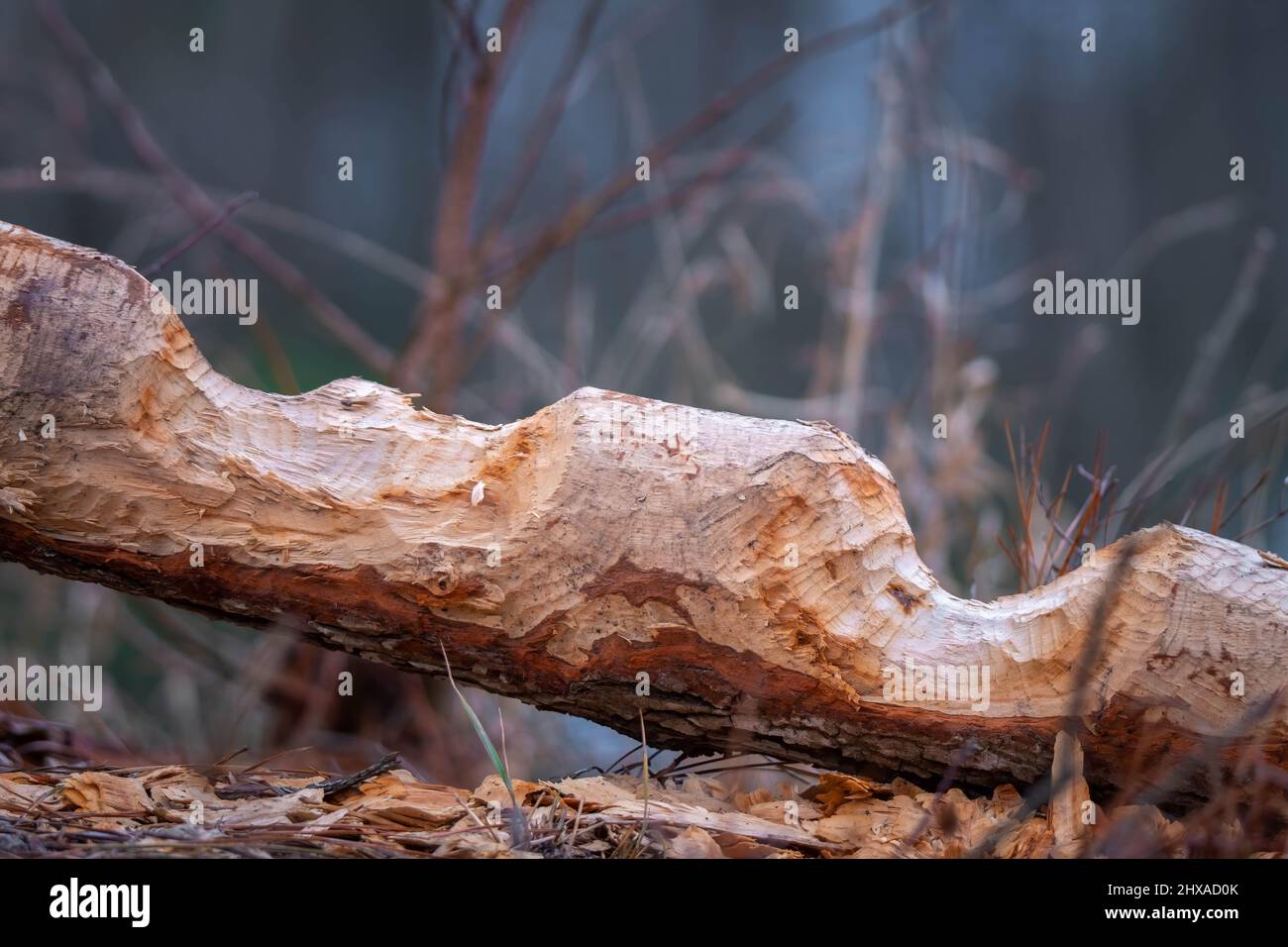 Die American Beavers (Castor canadensis) waren beschäftigt. Raleigh, North Carolina. Stockfoto