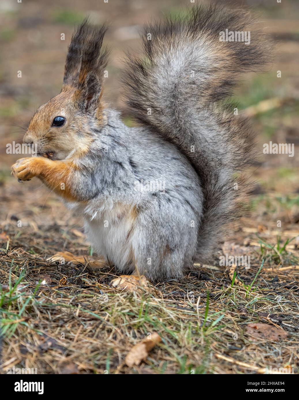 Eichhörnchen im Herbst oder Frühling mit Nuss auf dem grünen Gras mit gefallenen gelben Blättern. Eichhörnchen auf der Suche nach Nahrung auf dem Boden. Wildes Tier. Herbst oder sp Stockfoto