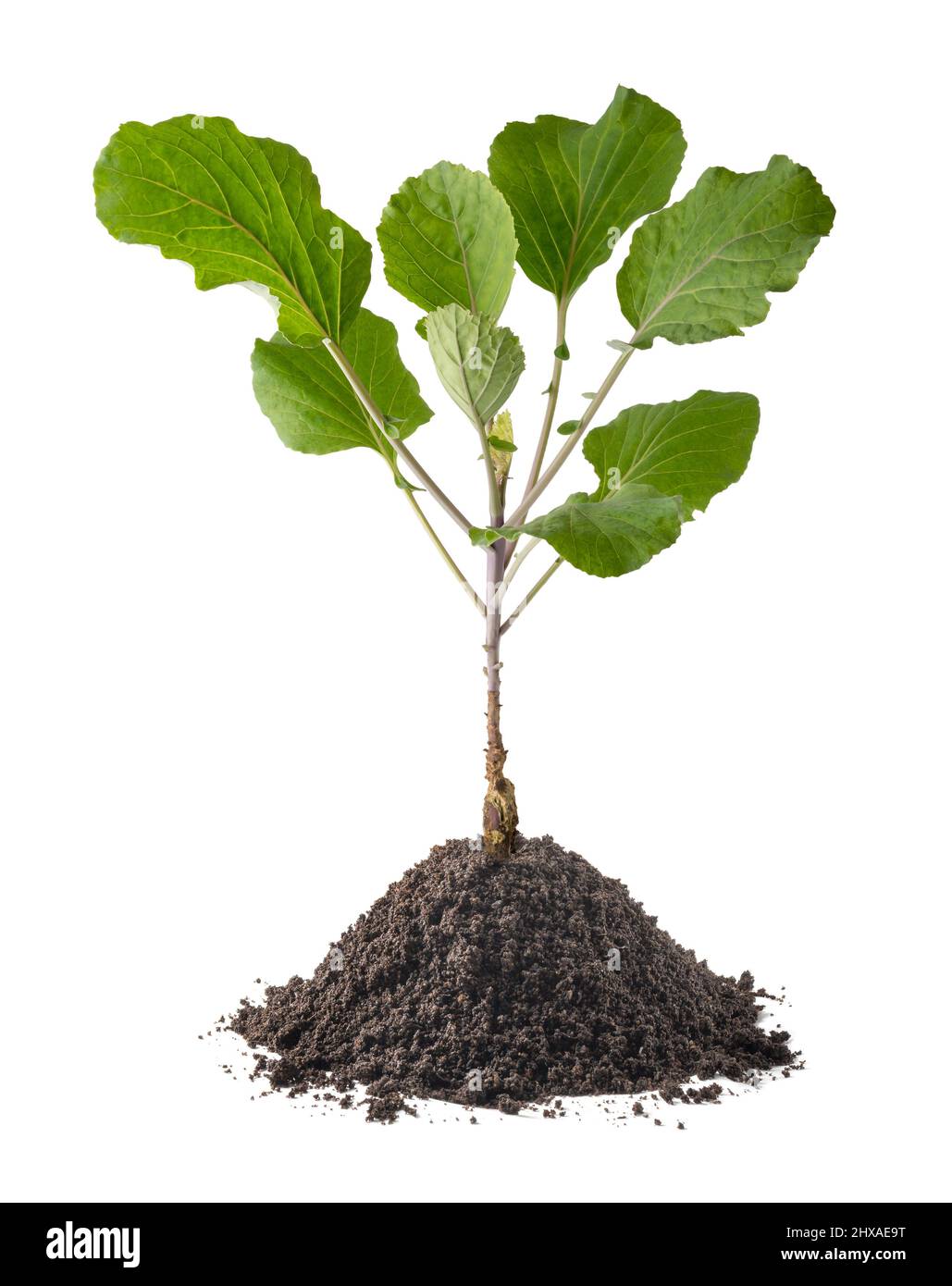 Junge Kohlpflanze mit Erde isoliert auf weißem Hintergrund, leicht zu blättrige grüne Gemüsepflanze zu wachsen, Nahaufnahme Stockfoto