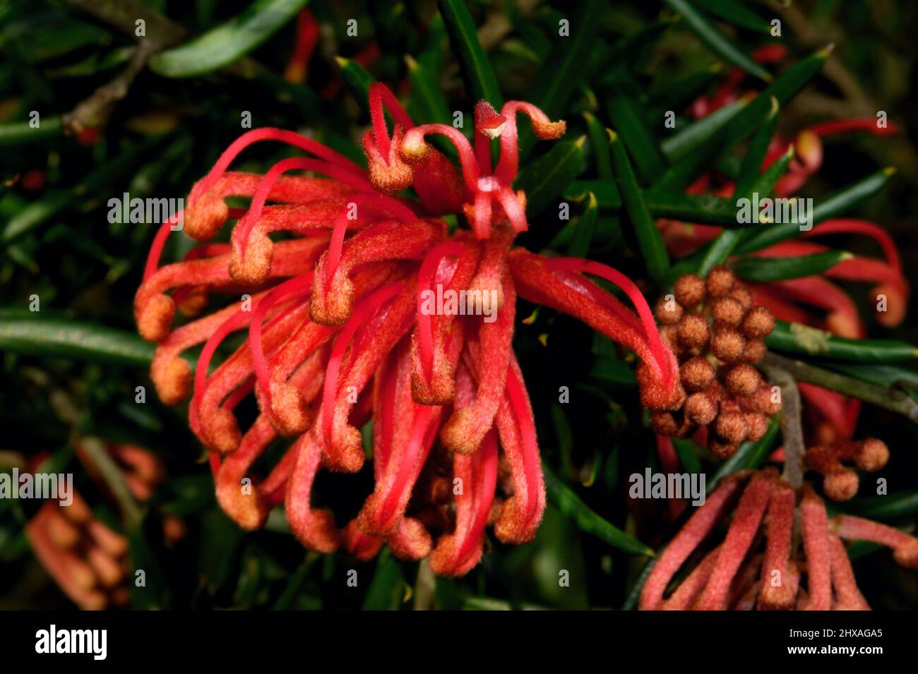 Grevilleas sind ein sehr beliebter Gartenstrauch, dessen Vogel Nektar anzieht. Es gibt viele Hybriden, also habe ich keine Ahnung, was das hier ist. Stockfoto