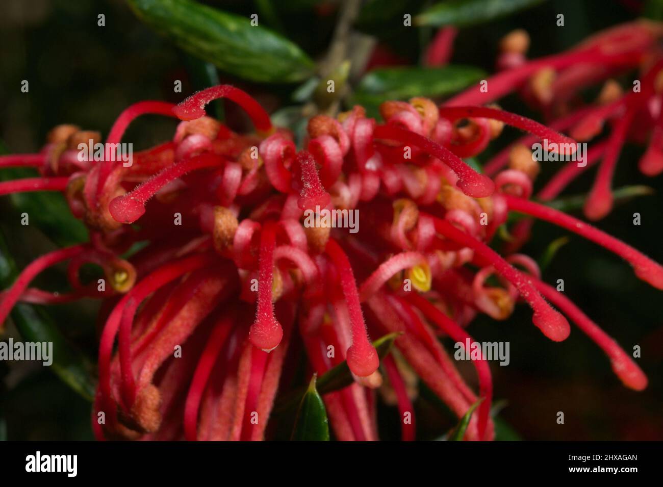 Grevilleas sind ein sehr beliebter Gartenstrauch, dessen Vogel Nektar anzieht. Es gibt viele Hybriden, also habe ich keine Ahnung, was das hier ist. Stockfoto