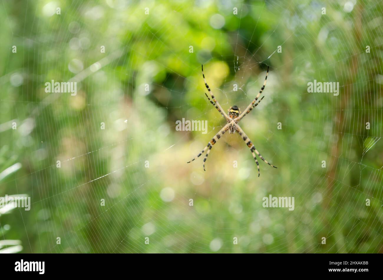 Spider Web Stockfoto