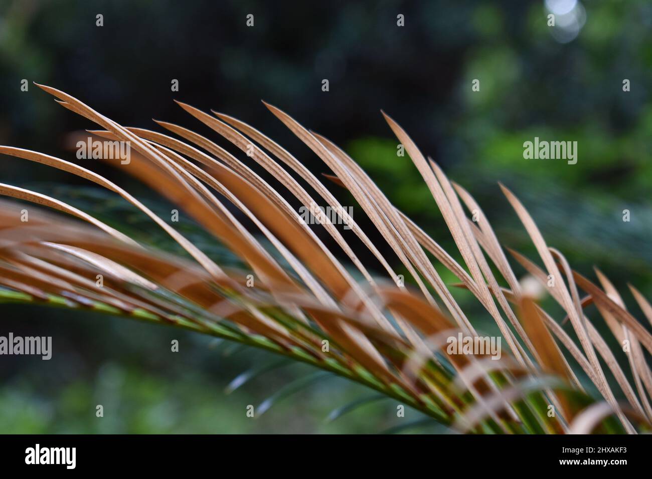 Ein Bild von Rogue Areca Palmenblättern, aufgenommen an einem warmen sonnigen Tag in einem Familienpark. Stockfoto