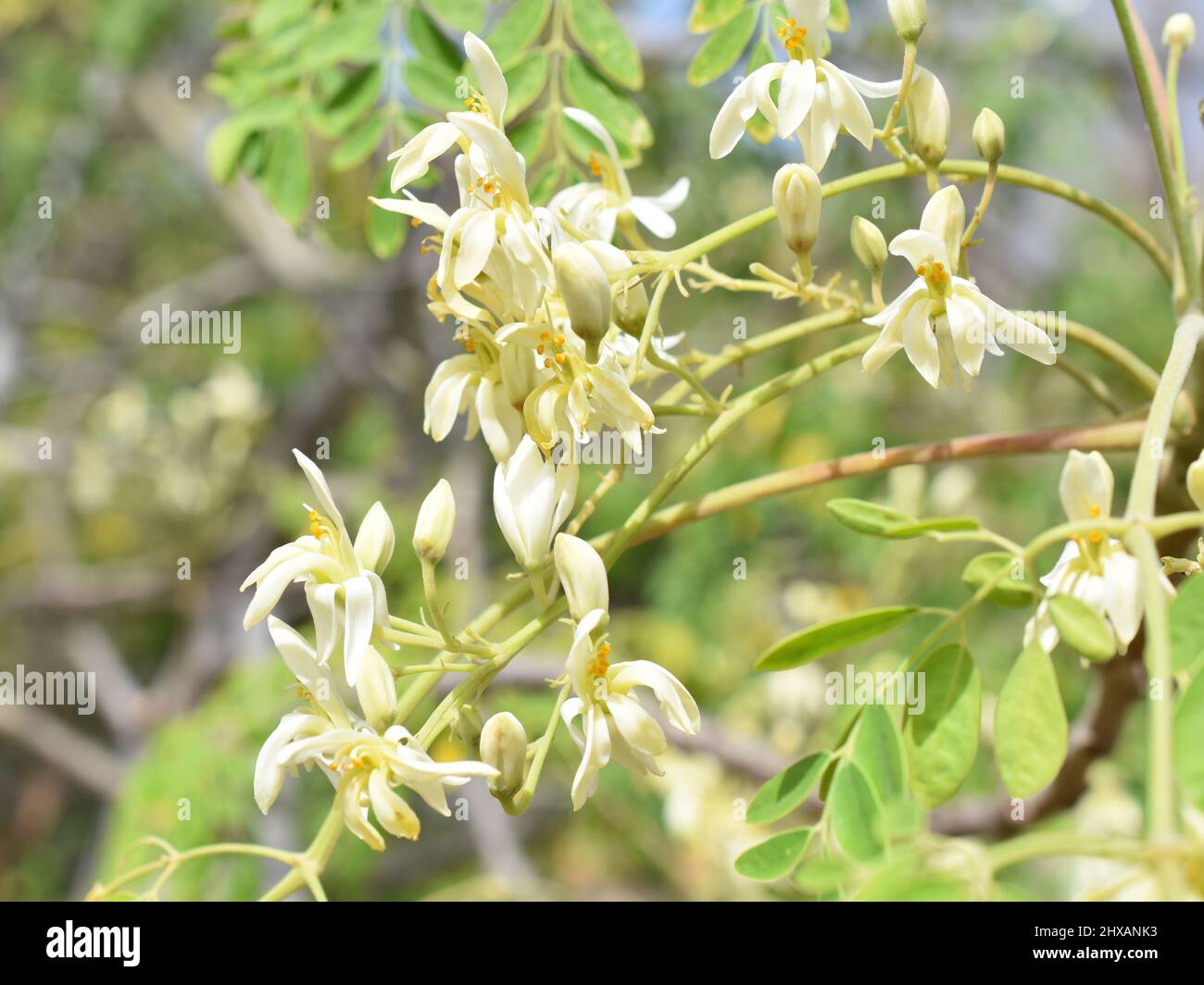 Nahaufnahme von Blumen auf einem Drumstick-Baum Moringa oleifera Stockfoto