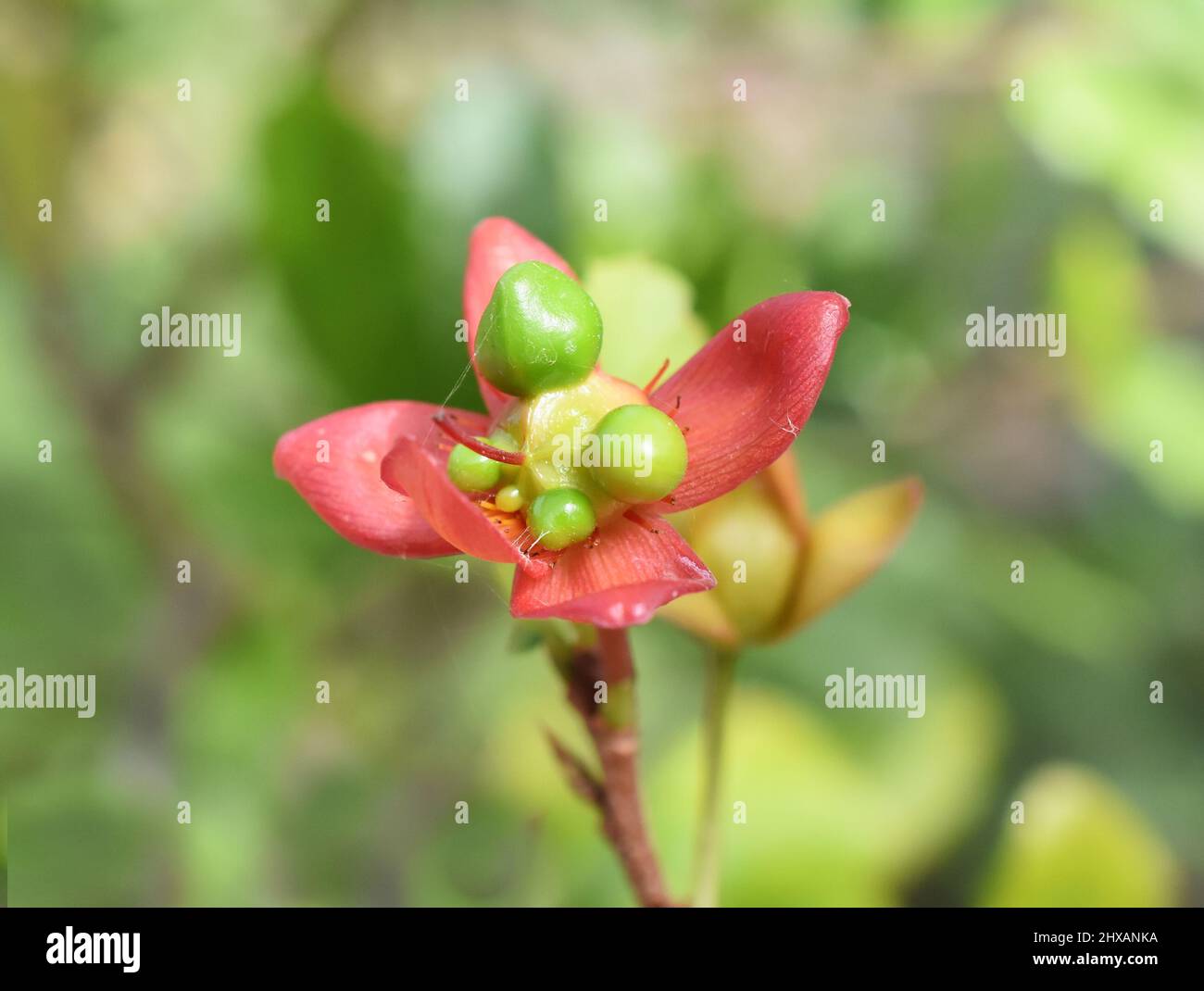 Nahaufnahme von roten Kelchblättern der Frucht der Mickey-Maus-Pflanze Ochna kirkii Stockfoto