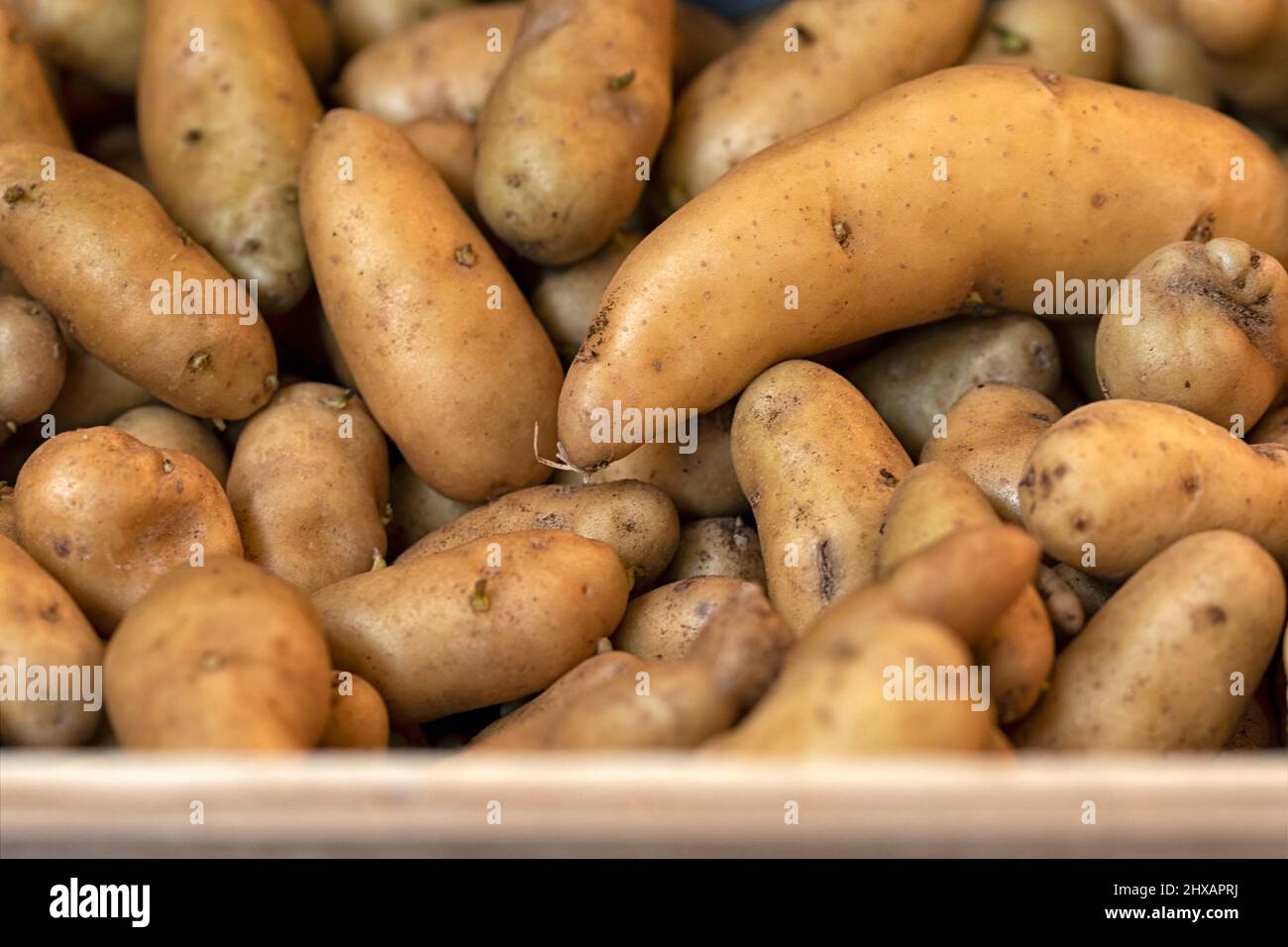 Nahaufnahme von Ratte-Kartoffeln in einer Schachtel auf einem Bauernmarkt Stockfoto