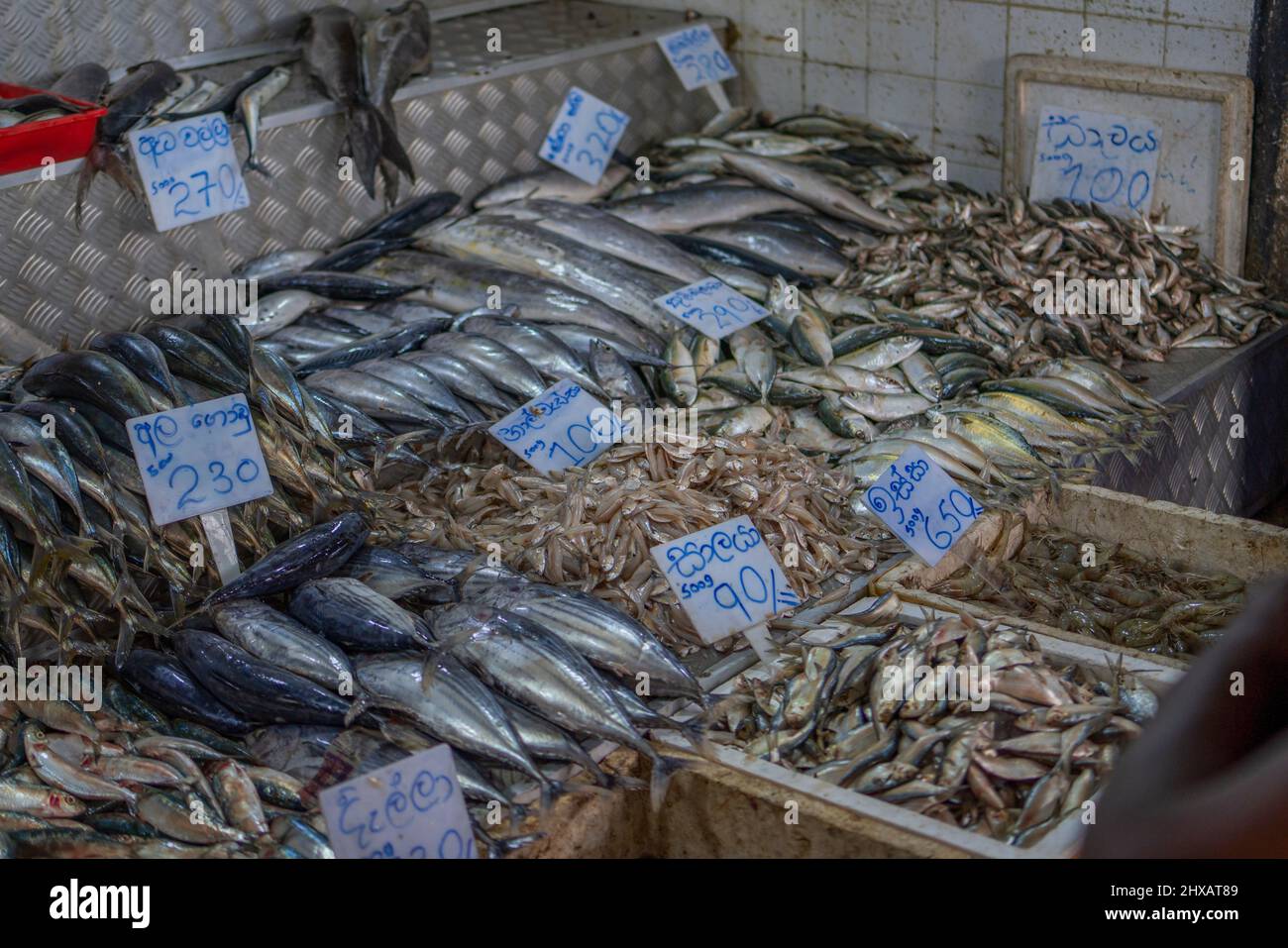 KANDY, SRI LANKA - MÄRZ 20: Fischstände auf dem Kandy Markt in Sri Lanka, im Hintergrund geschnitter Fisch Stockfoto