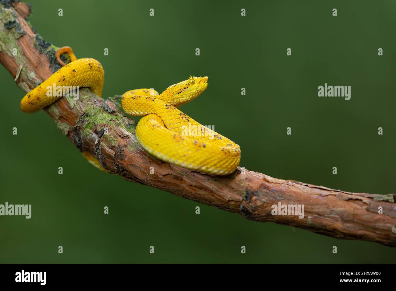 Verfleckte Palmpit-Viper Stockfoto