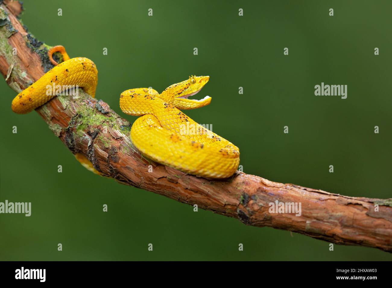 Verfleckte Palmpit-Viper Stockfoto