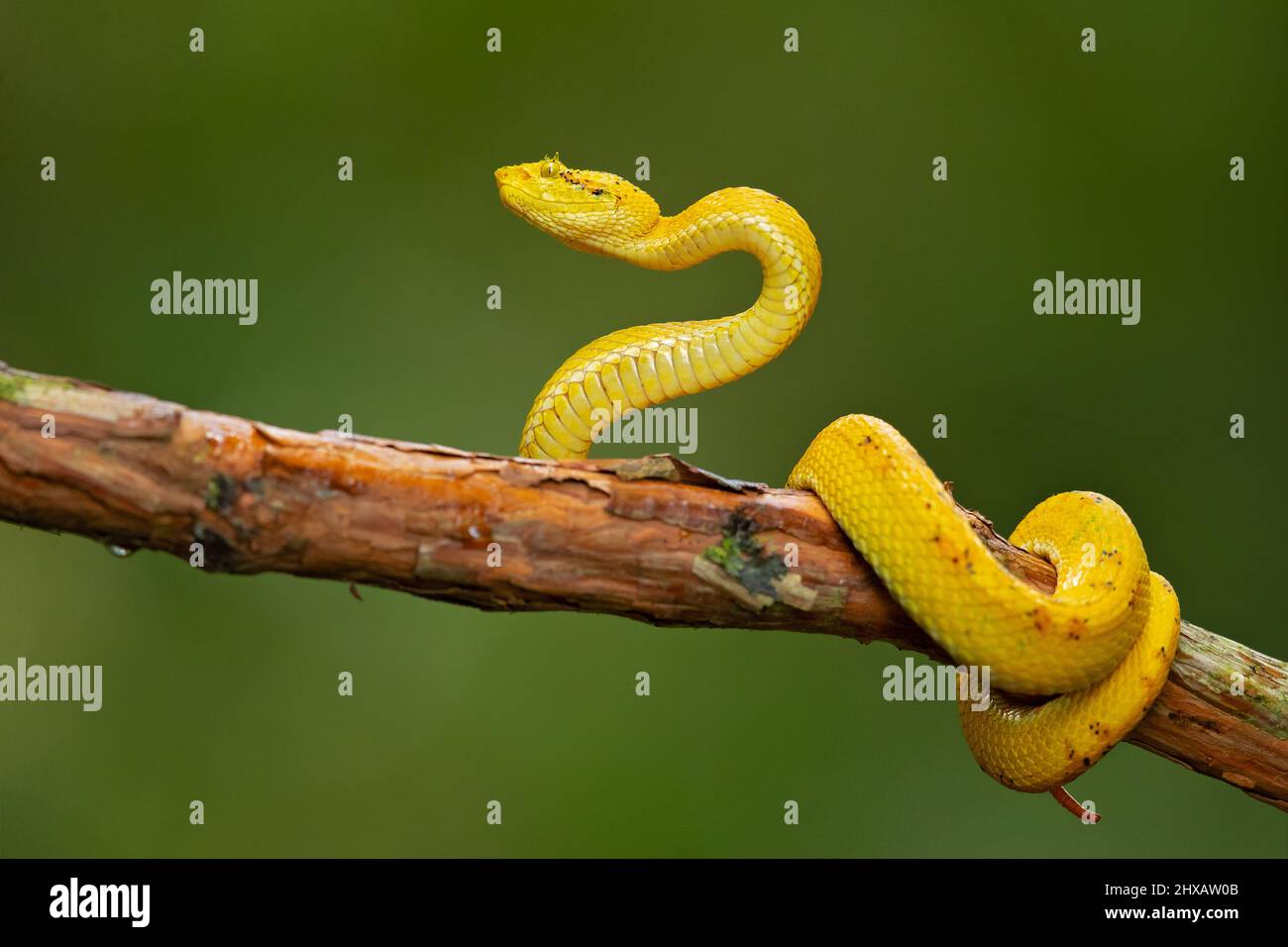 Verfleckte Palmpit-Viper Stockfoto