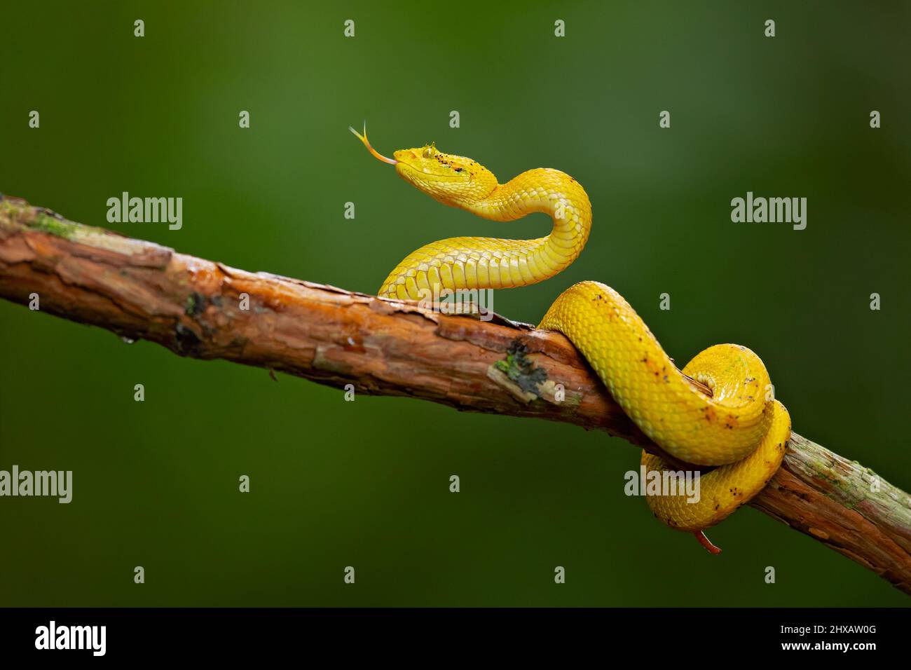 Verfleckte Palmpit-Viper Stockfoto