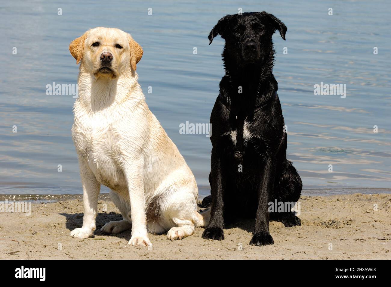 Junge und alte, weiße und schwarze Hunde Stockfoto