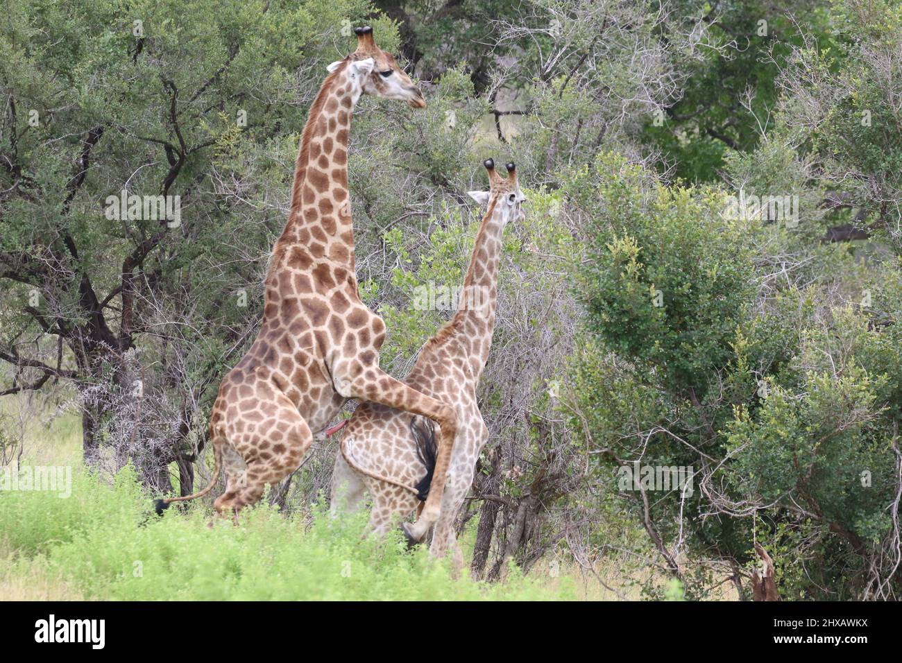 Paarungsgiraffe Stockfoto