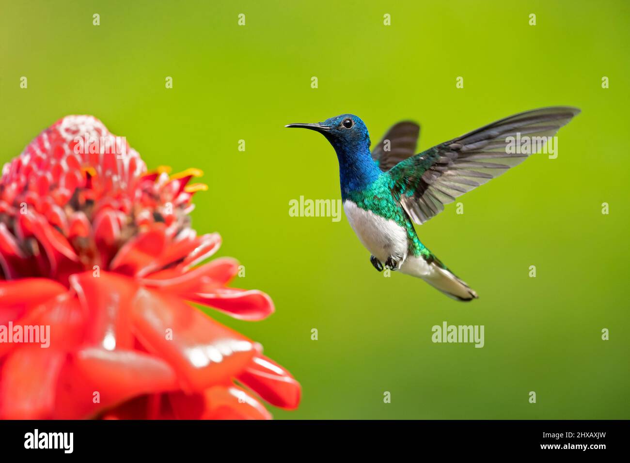 Der weißhalskobiner (Florisuga mellivora) ist ein mittelgroßer Kolibri, der von Mexiko-Süd bis Mittelamerika reicht Stockfoto