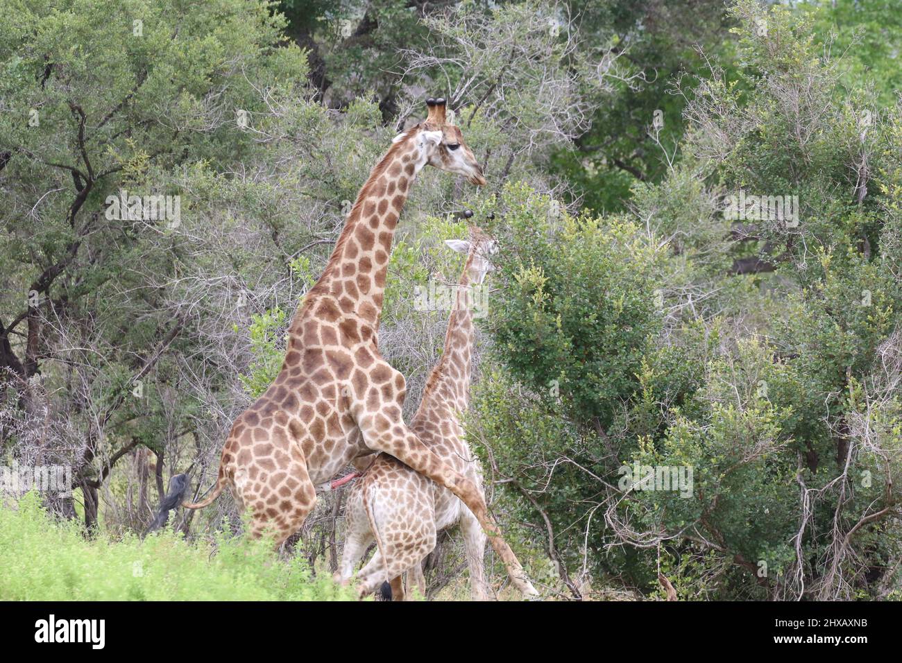 Paarungsgiraffe Stockfoto