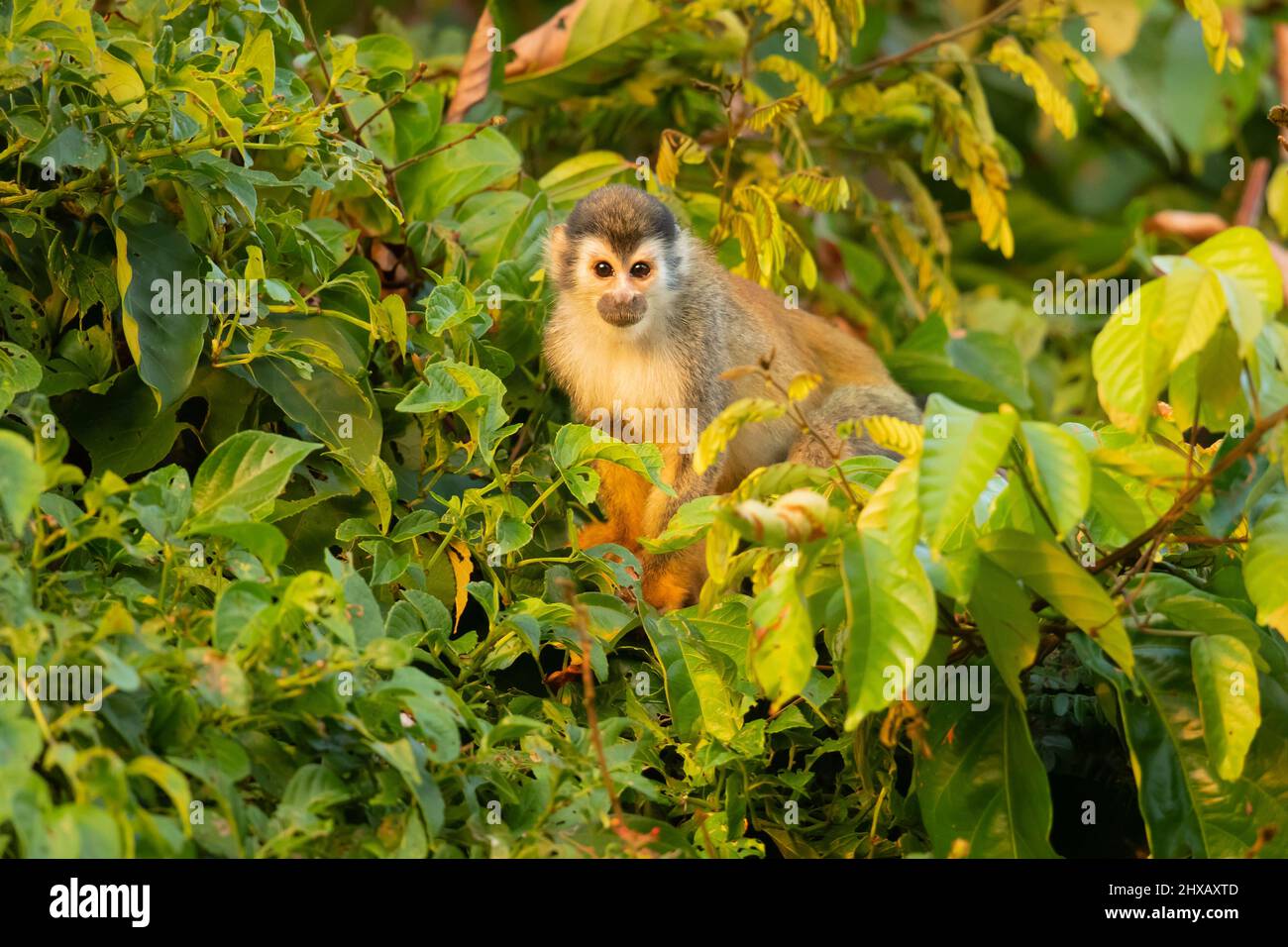Zentralamerikanischer Eichhörnchen-Affe (Saimiri oerstedii), auch bekannt als der rotrückige Eichhörnchen-Affe Stockfoto