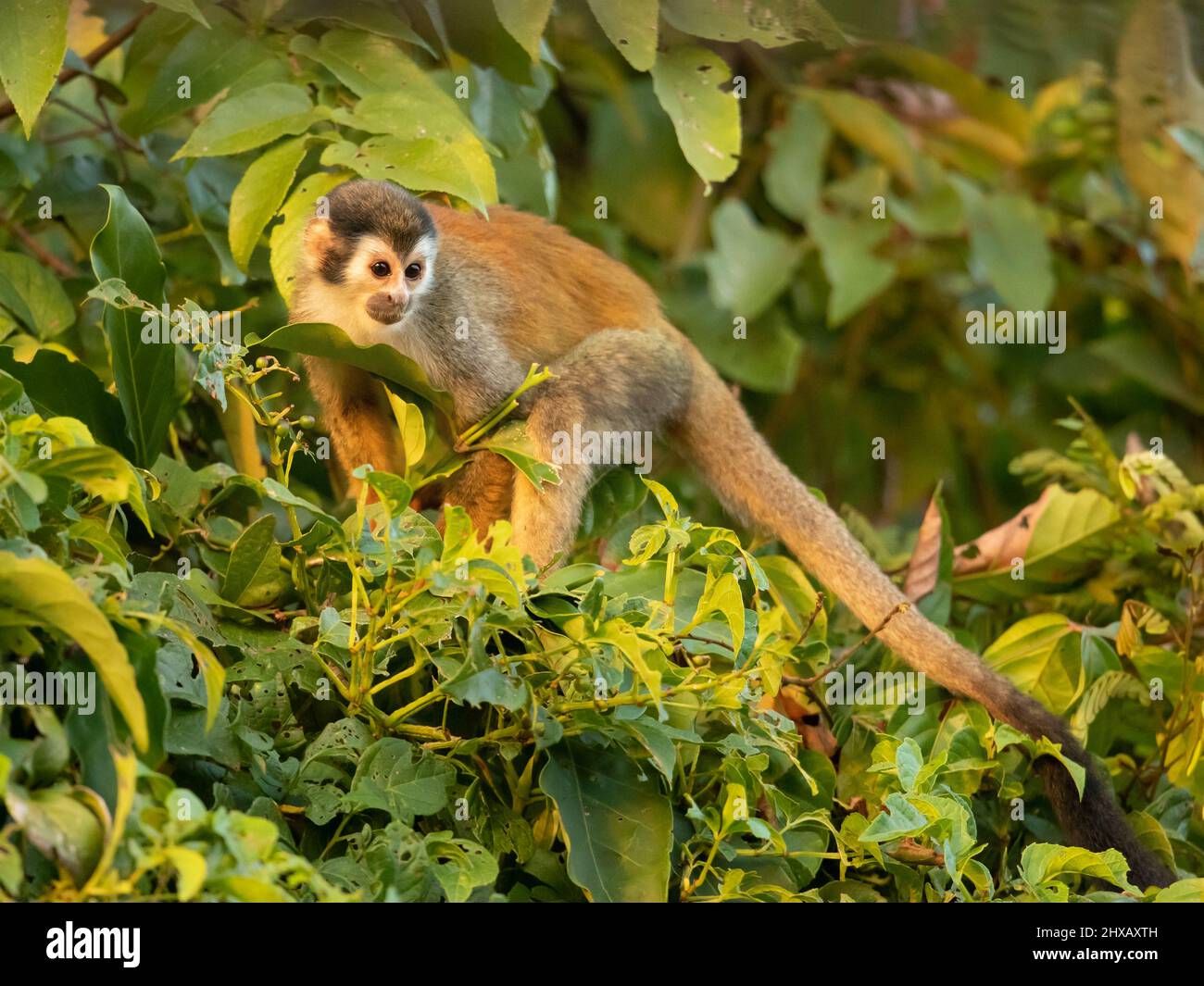 Zentralamerikanischer Eichhörnchen-Affe (Saimiri oerstedii), auch bekannt als der rotrückige Eichhörnchen-Affe Stockfoto