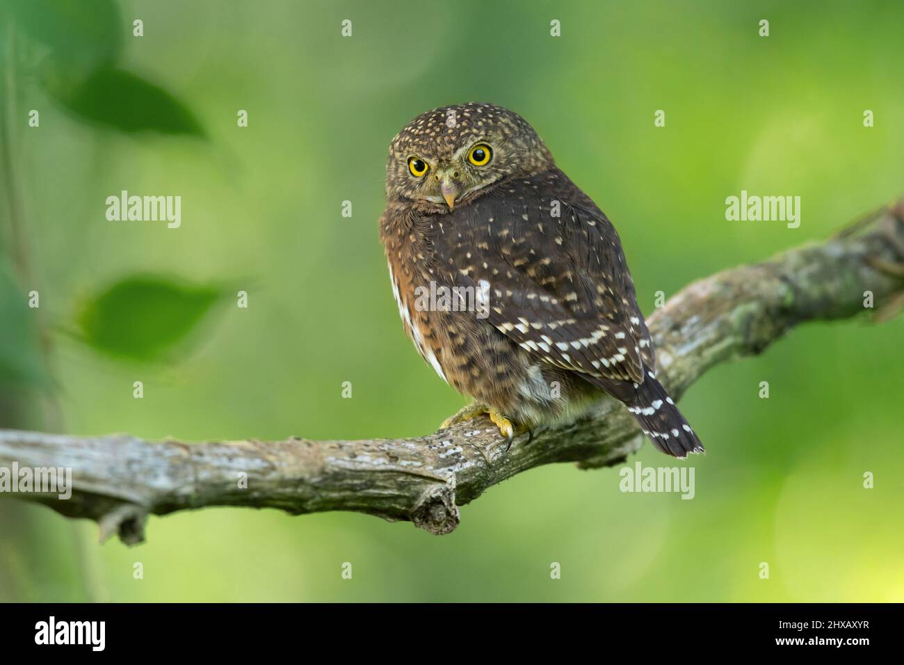 Die Costa-ricanische Zwergeule (Glaucidium costaricanum) ist eine kleine 'typische Eule' aus der Unterfamilie Surniinae. Sie ist in Costa Rica und Panama zu finden Stockfoto