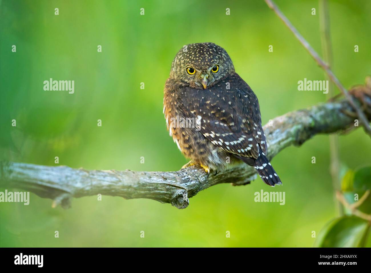 Die Costa-ricanische Zwergeule (Glaucidium costaricanum) ist eine kleine 'typische Eule' aus der Unterfamilie Surniinae. Sie ist in Costa Rica und Panama zu finden Stockfoto