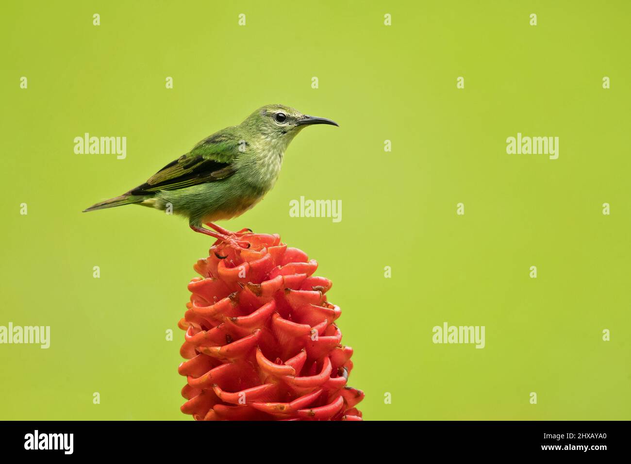 Der rotbeinige Honigbär (Cyanerpes cyaneus) ist eine kleine singvogelart aus der Tanagerfamilie (Thraupidae). Stockfoto