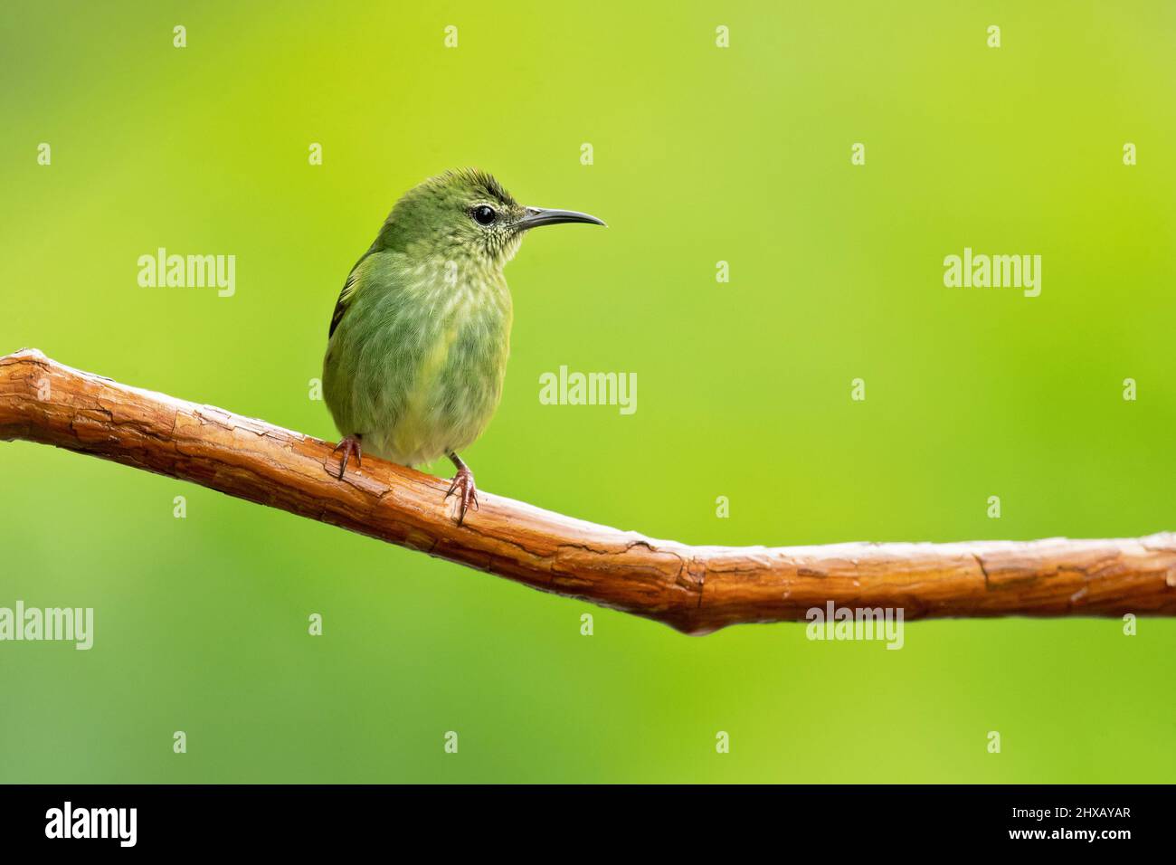 Der rotbeinige Honigbär (Cyanerpes cyaneus) ist eine kleine singvogelart aus der Tanagerfamilie (Thraupidae). Stockfoto