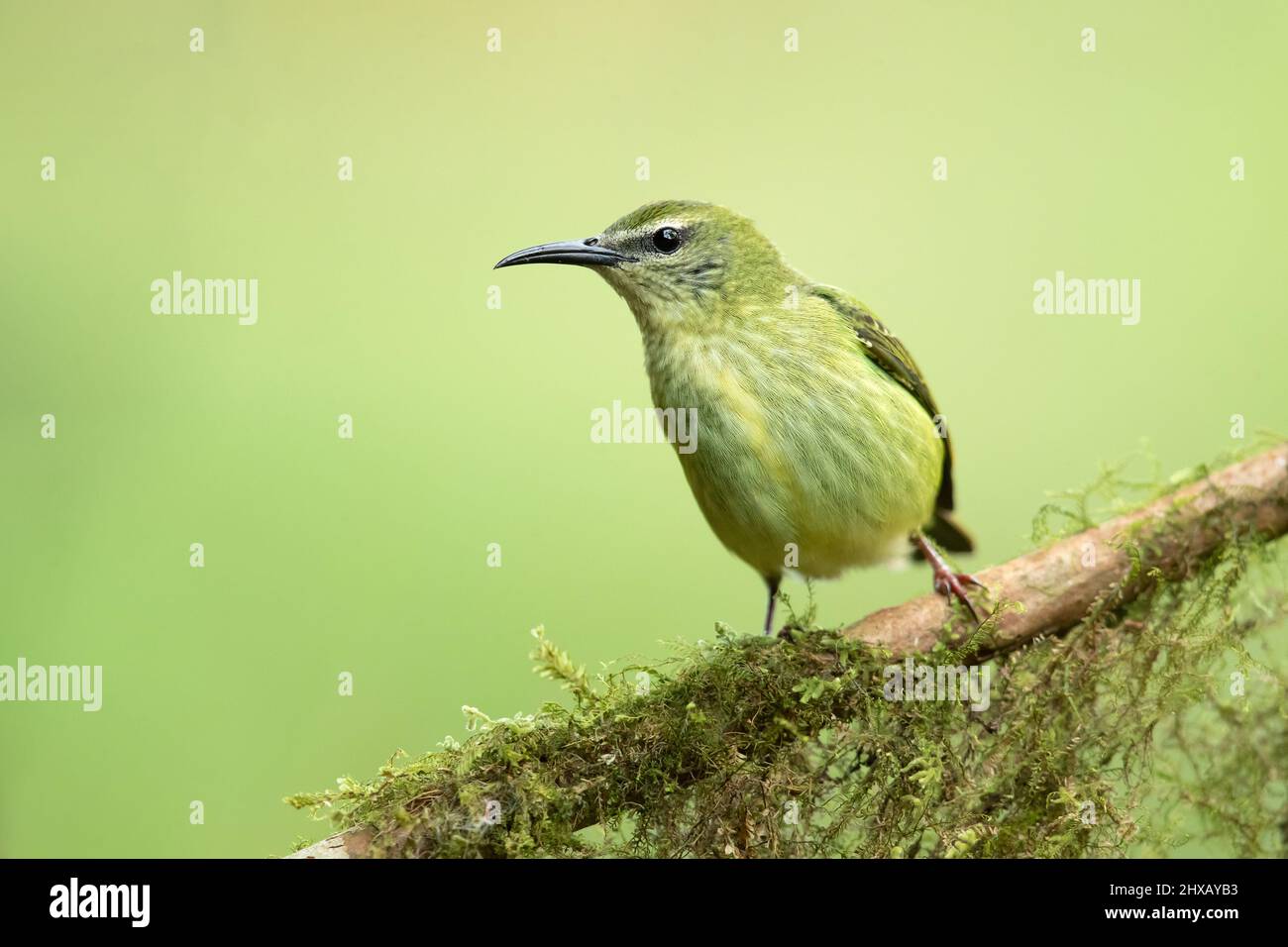 Der rotbeinige Honigbär (Cyanerpes cyaneus) ist eine kleine singvogelart aus der Tanagerfamilie (Thraupidae). Stockfoto