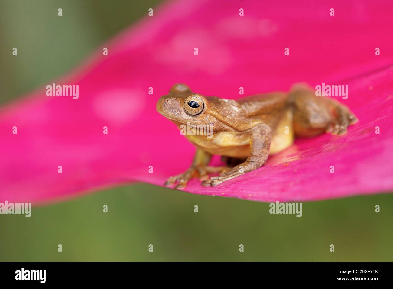 Mahagoni-Baumfrosch (Tlalocohyla loquax) ist eine Froschart aus der Familie Hylidae, die in Belize, Costa Rica, Guatemala, Honduras, Mexiko gefunden wird Stockfoto