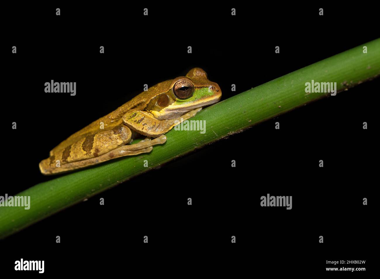 Der kreuzgebänderte Baumfrosch von New Granada (Smilisca phaeota, auch bekannt als maskierter Baumfrosch) ist eine Froschart aus der Familie Hylidae Stockfoto