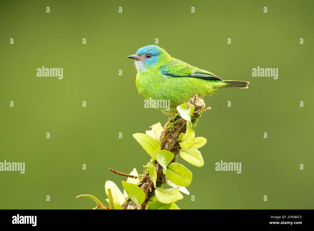 Der blaue Dacnis (Dacnis cayana) ist ein kleiner Singvögel. Stockfoto