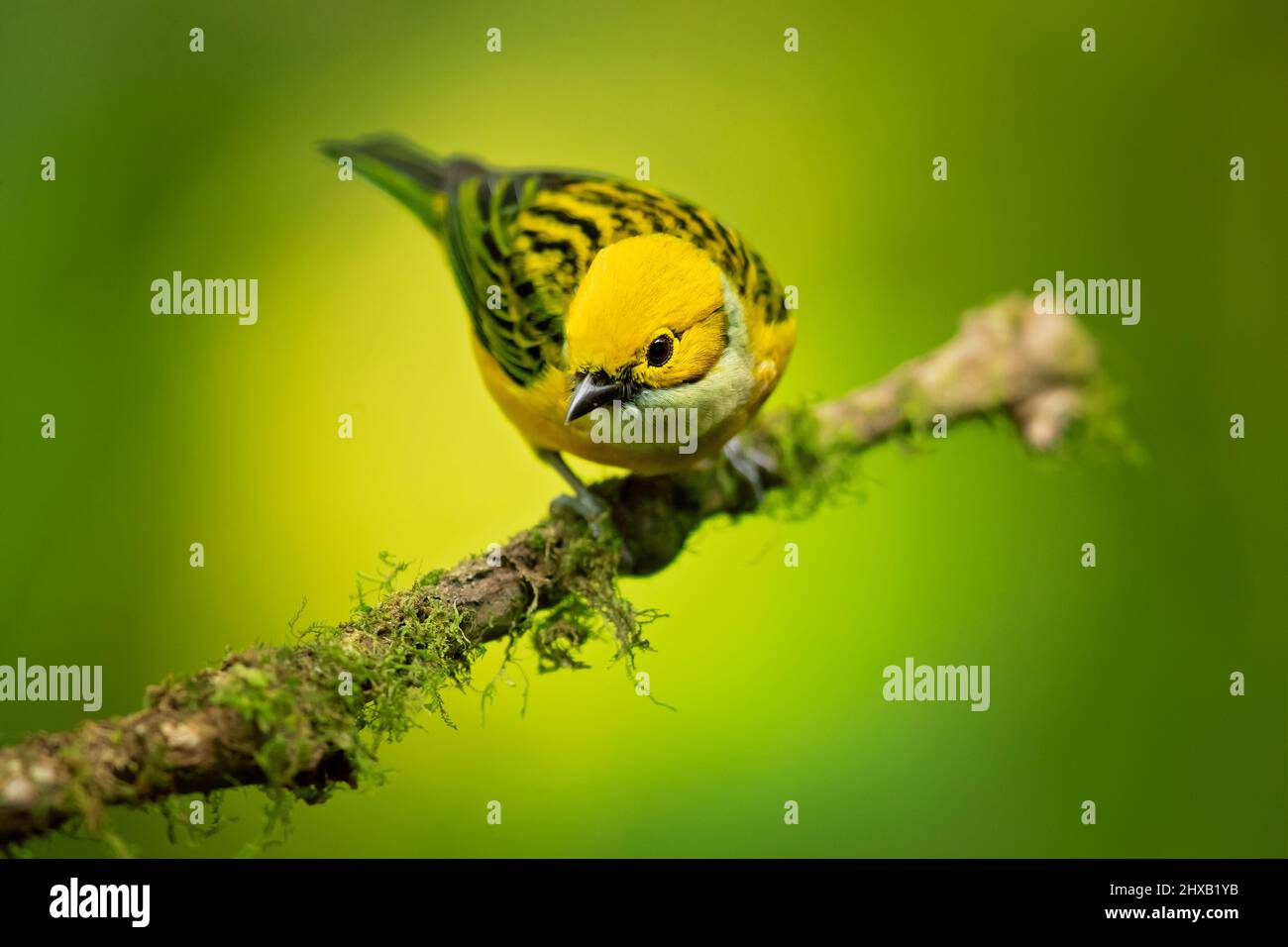 Silver-throated Tanager Stockfoto