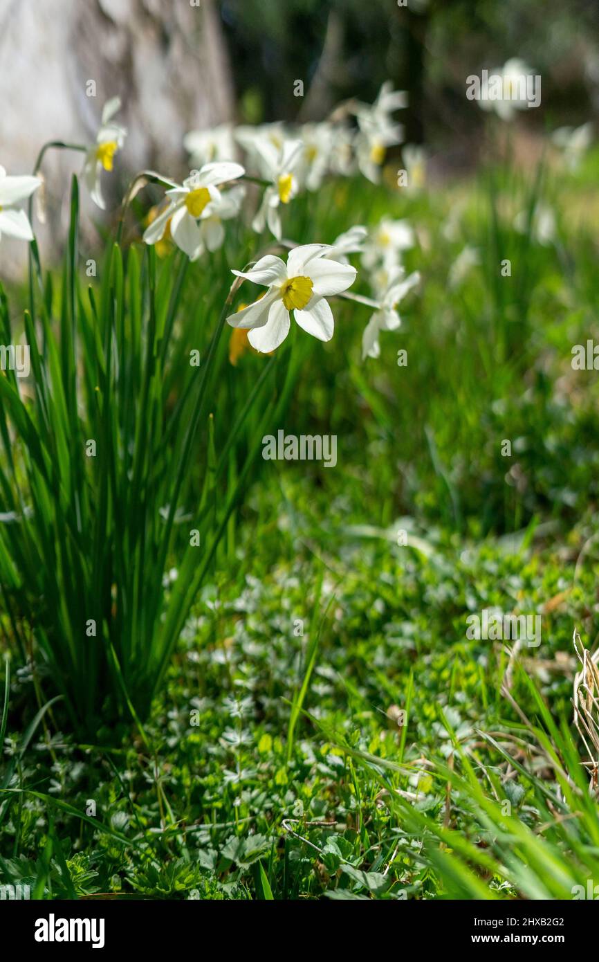 Frühling Blumen in voller Blüte. Stockfoto