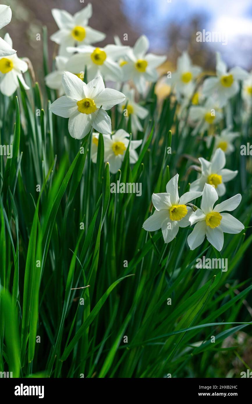 Frühling Blumen in voller Blüte. Stockfoto