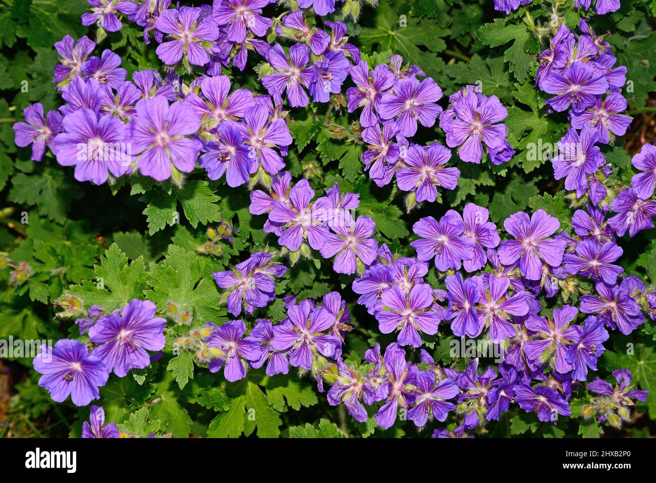 Grandiflora-Geranium in voller Blüte, Staffordshire, England, Großbritannien, Europa Stockfoto