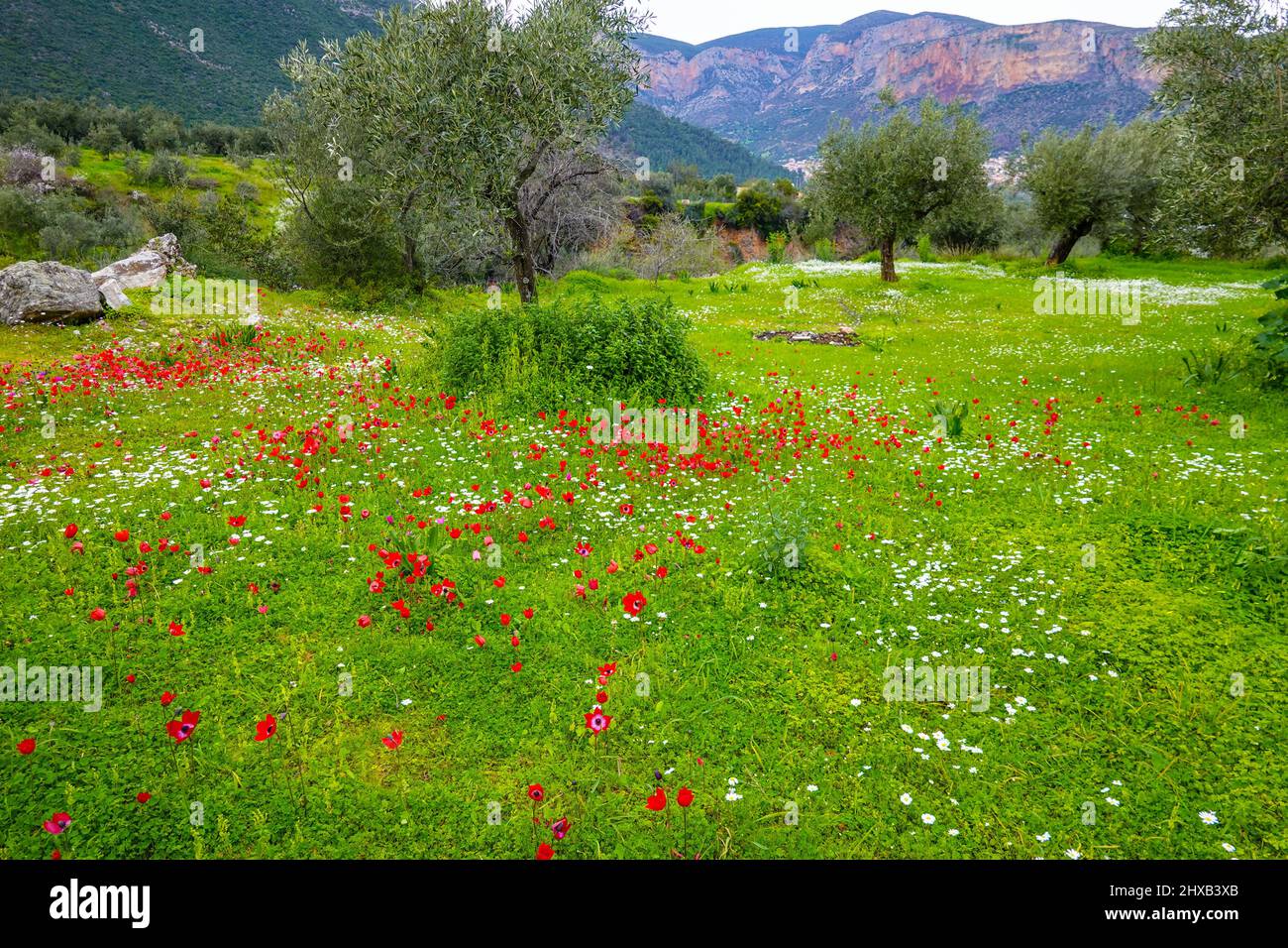 Rote Mohn-Anemone blüht im Frühjahr in Leonidio, dem Peloponnes, Arcadia, Griechenland Stockfoto