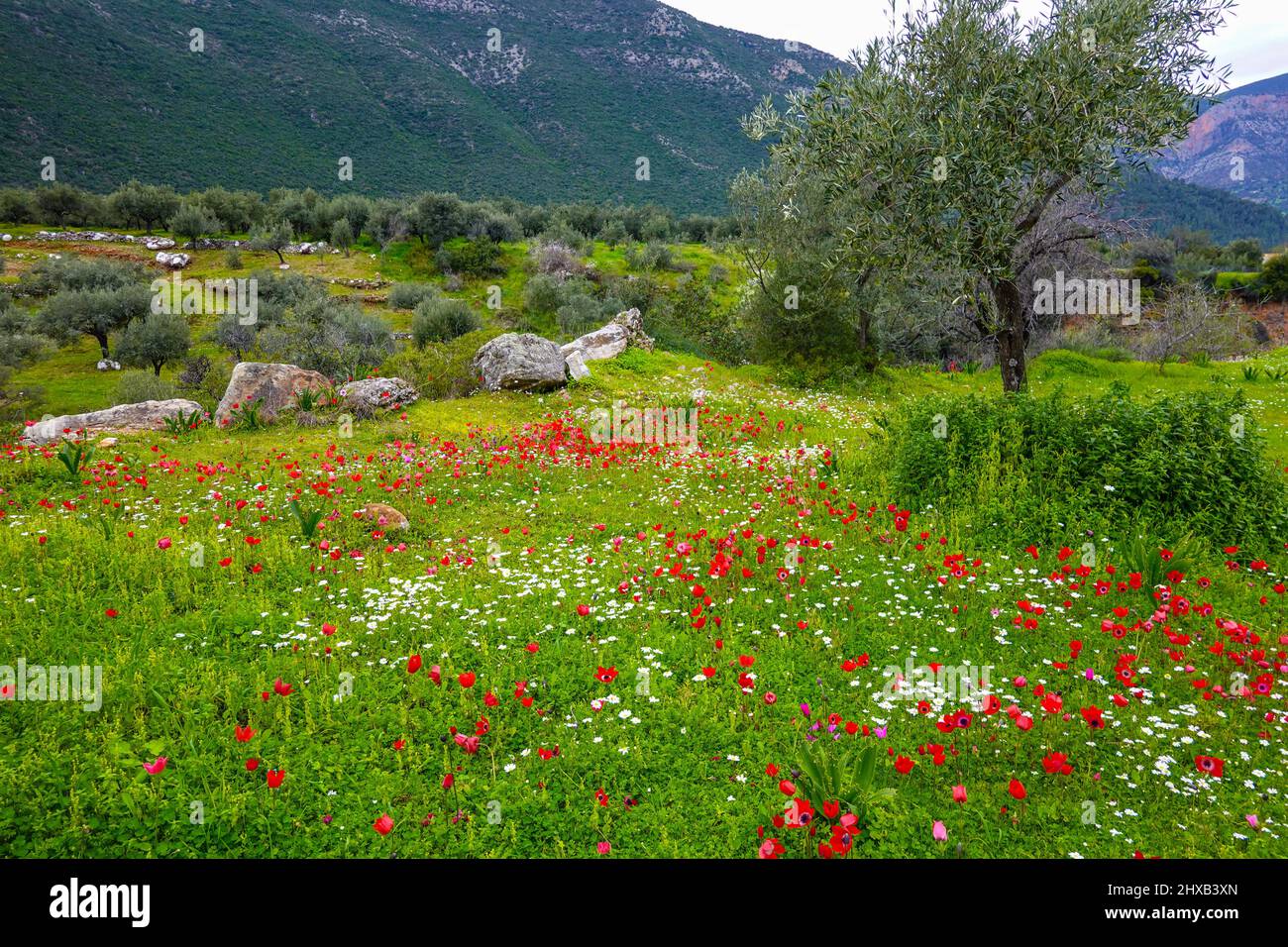 Rote Mohn-Anemone blüht im Frühjahr in Leonidio, dem Peloponnes, Arcadia, Griechenland Stockfoto
