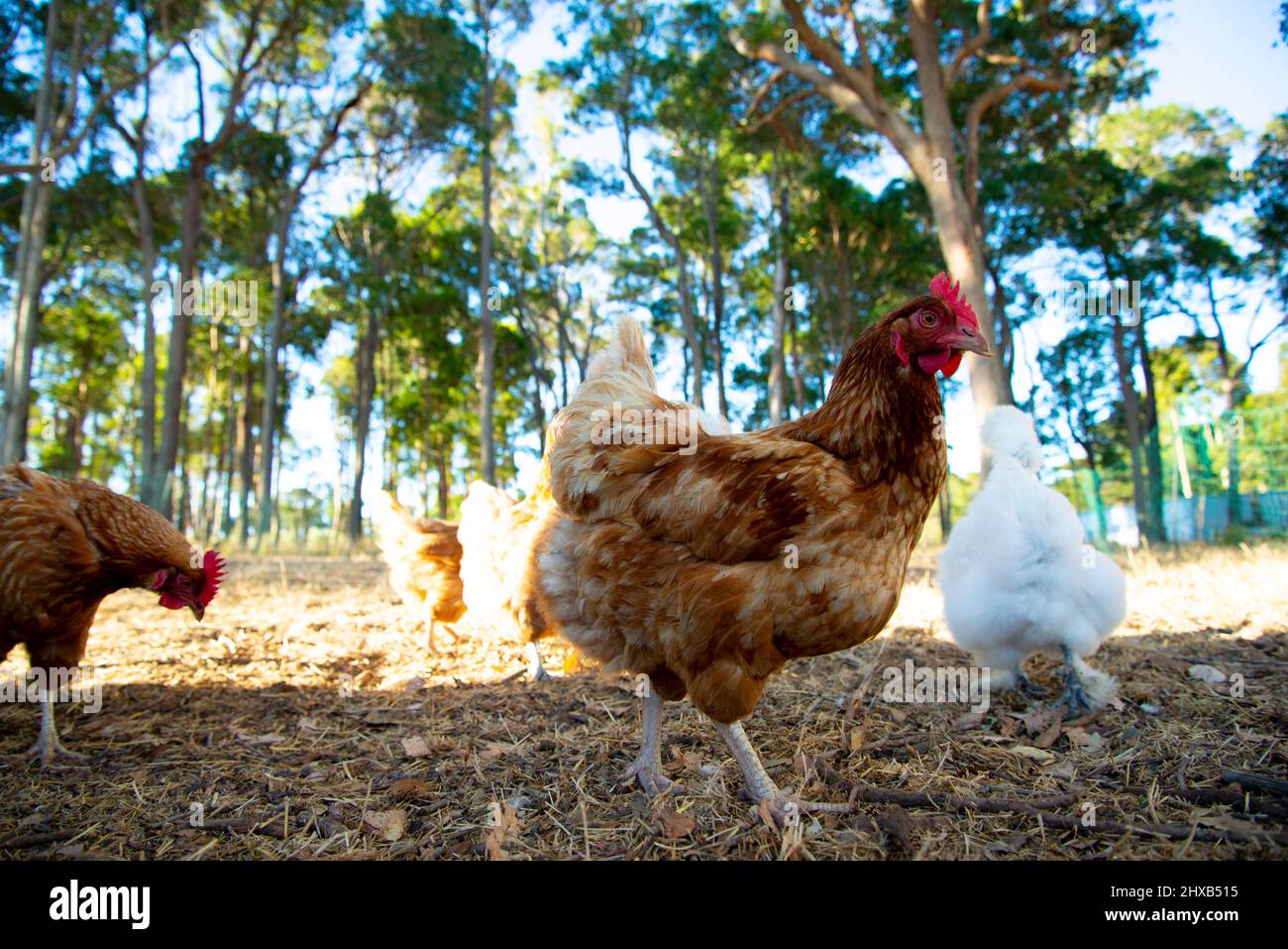 Free Range ISA Brown Chicken Stockfoto